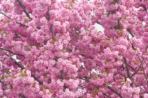 Pink Sakura blossoms on a tree in close-up. A spring flowering Japanese cherry tree.