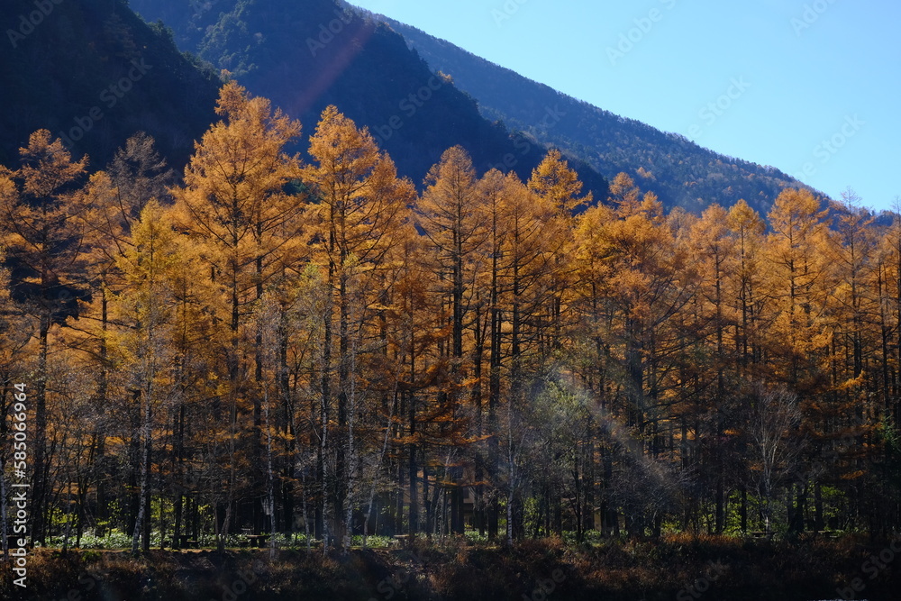 黄葉したカラマツ林、秋の上高地