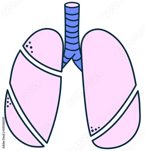 Human lungs for donation. Illustration in png format on a transparent background.
