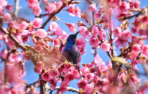 Sunbird on a cherry blossom #585069982