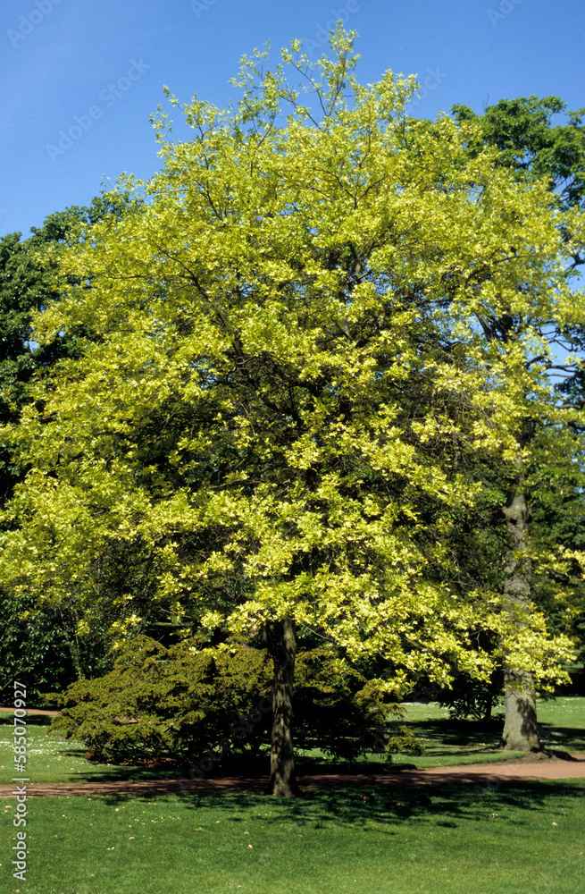 Chêne des marais , Chêne à épingles, Quercus palustris