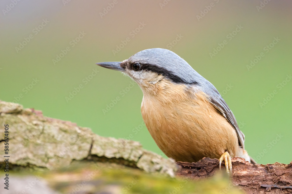 Fototapeta premium Kleiber