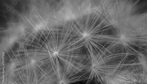 Black And White Close Up of Dandelion