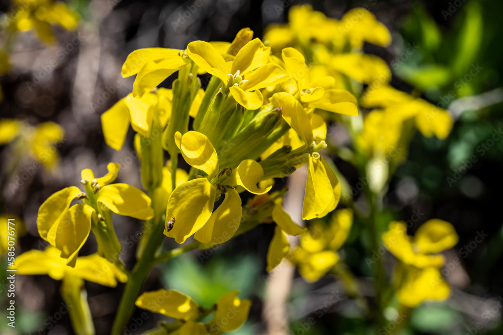 Close Up of Bright Yellow Wallflower Blooming In Summer Close Up of Bright Yellow Wallflower Blooming In Summer