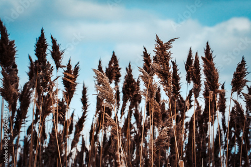dried grasses and sky