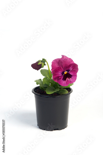 Fototapeta Naklejka Na Ścianę i Meble -  potted plant Viola in a flowerpot isolated on white background