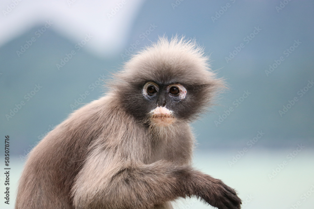 Obraz premium Close-up face of a cute shaggy adult dusky leaf monkey (Trachypithecus obscurus).