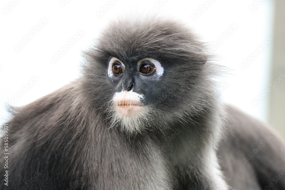 Obraz premium Close-up face of a cute shaggy adult dusky leaf monkey (Trachypithecus obscurus).