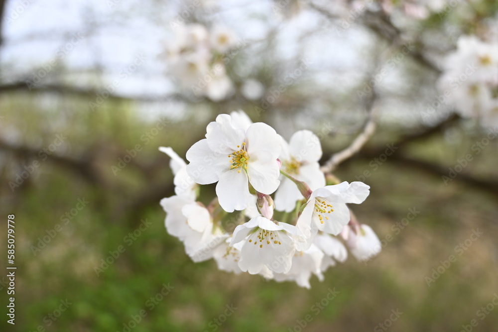 Obraz premium A branch of white and pink cherry blossoms (sakura, a spring flower) close up in Yeouido, Seoul