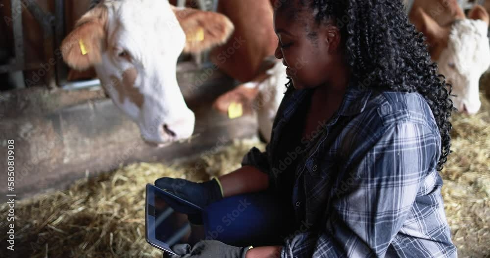 Young african farmer woman working inside cowshed while using digital tablet 