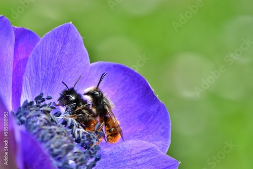 Para pszczół murarek rogatych (Osmia cornuta) w kwiecie zawilca wieńcowego (Anemone coronaria)