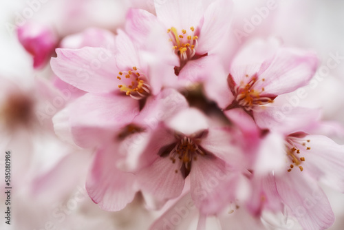 雨に濡れた桜の花びら © Keiichi Wakui