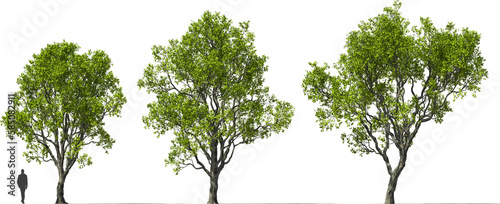 Obraz na płótnie ebony trees, persimmons, tree, hq cutout arch viz plant w salonie