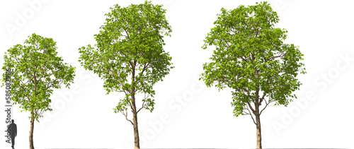 tree enterolobium  cyclocarpum  trees hq cutout arch viz plant