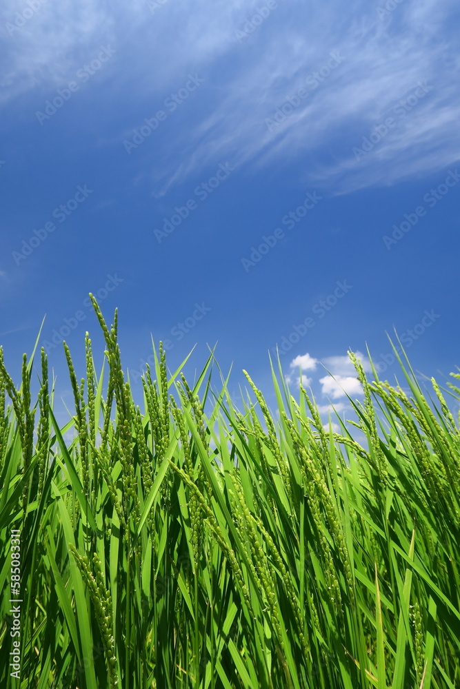 稲穂をつけ始めた夏の稲と青空