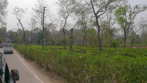 17th March, 2023, Kaziranga, Assam, india: A car passing through the beautiful country road on assam tea garden at Kaziranga National; park. Tea plantation texture photo