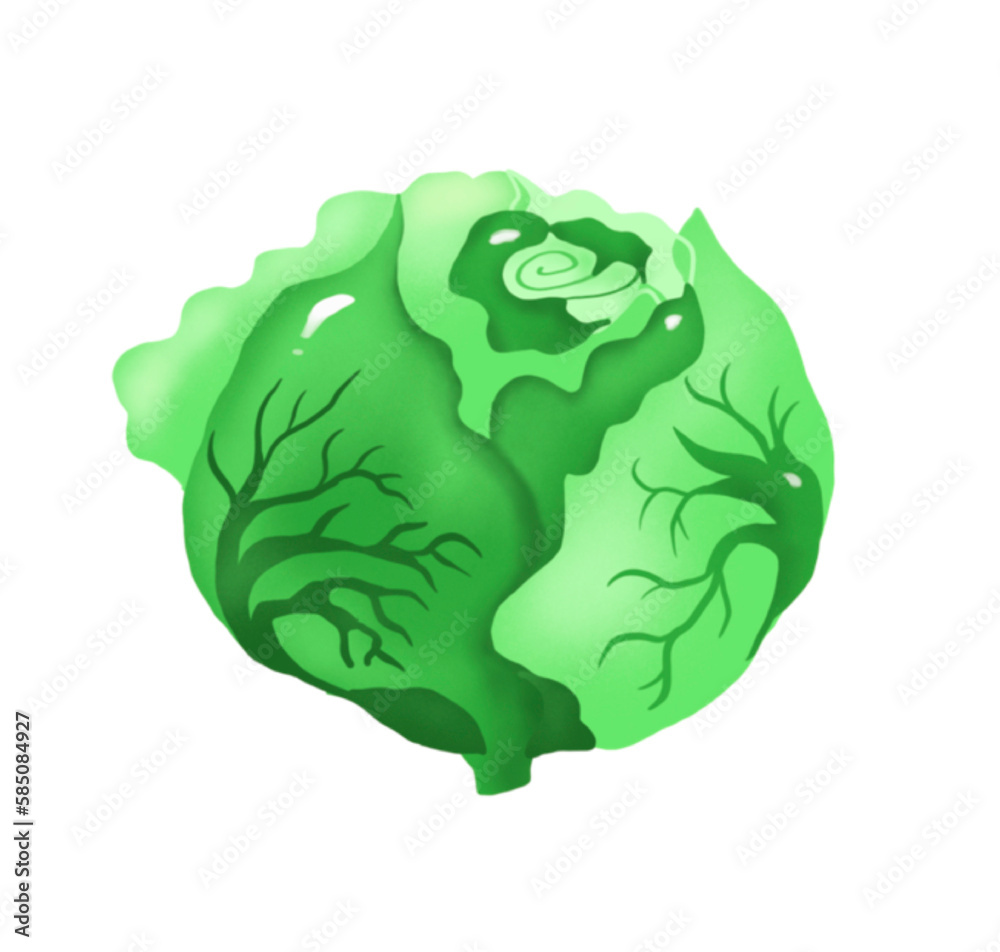 Cabbage. Vegetable. Digital illustration Cabbage. Vegetable. Digital illustration