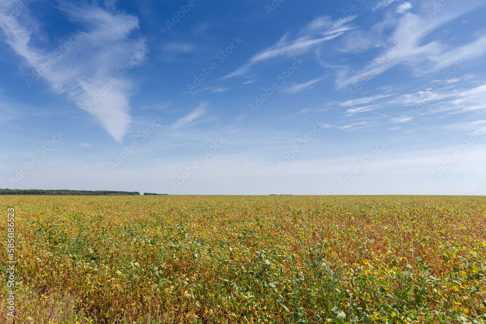 Field of unripe soybean against the sky with cirrus clouds