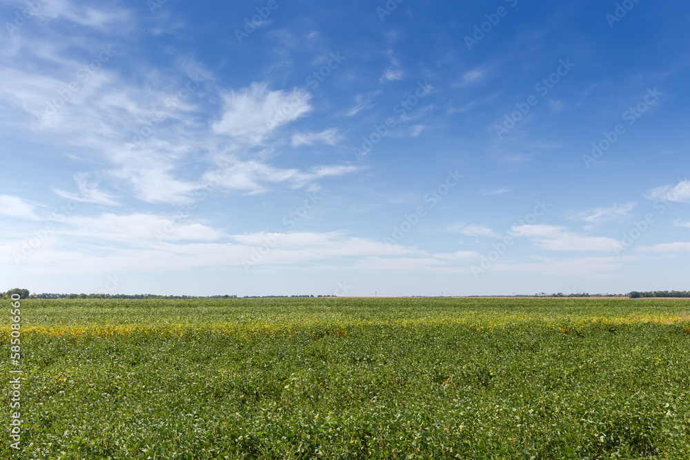 Field of the unripe green soybean against the sky