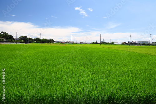 夏の風のある近郊の青田風景