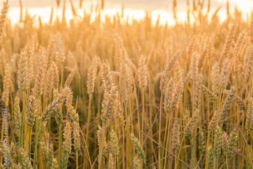 Fototapeta premium Unripe wheat on a field backlit, top view close-up