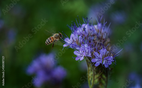 A bee flies over blue flowers