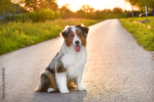 Australian Shepherd dog sits on a sunset background. Backlight