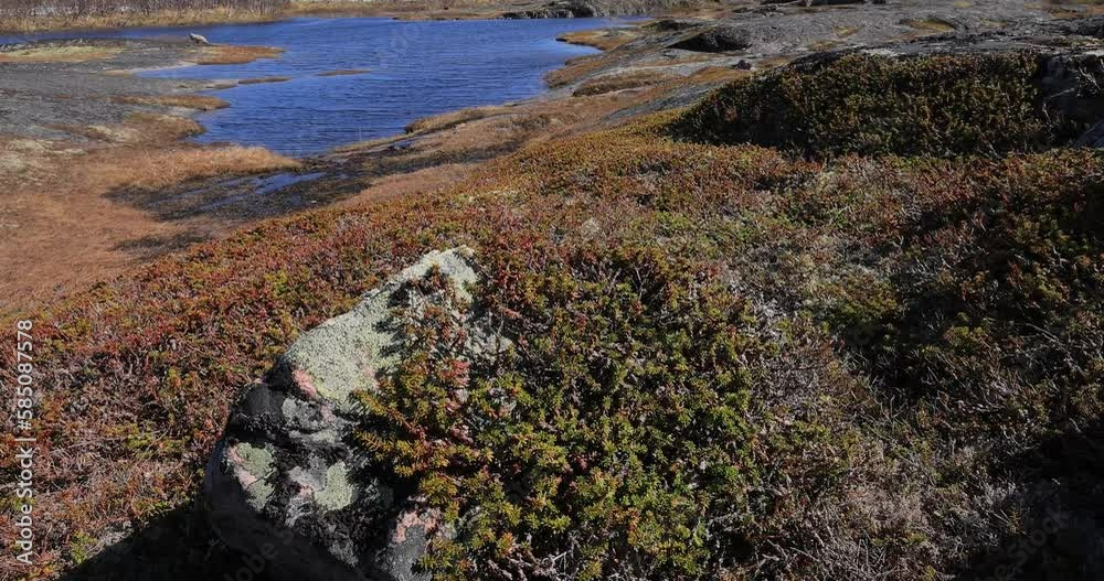 Arctic Tundra. Empetrum is a genus of three species of dwarf evergreen