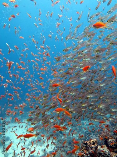 red sea fish and coral reef in blue hole dive spot in the red sea