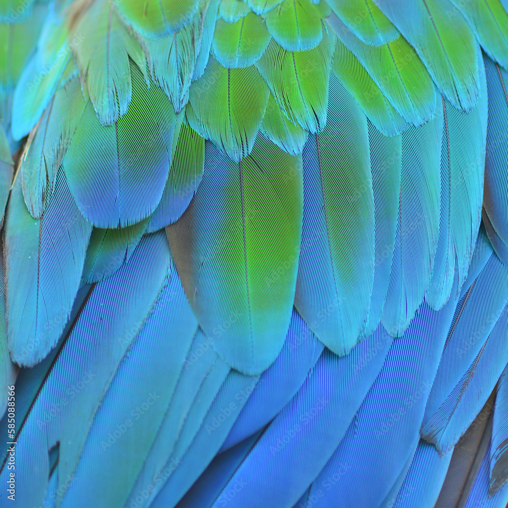 Obraz premium Macaw feathers
