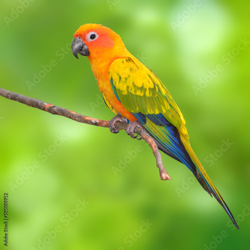 Sun Conure parrot bird on a branch.