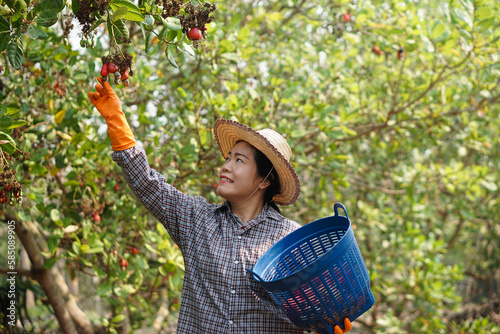 Asian woman gardener works at cashew garden, holds basket of cashew fruits. Economic crop in Thailand. Summer fruit. Ready to be harvested. Concept : happy farmer. Agriculture lifestyle.   