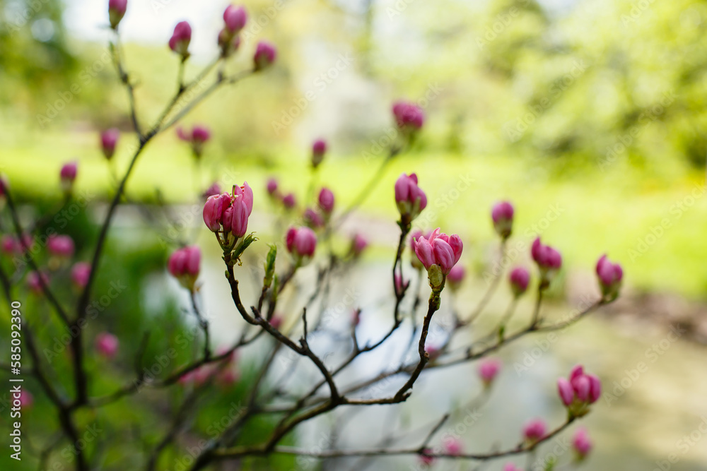 A rhododendron branch with flowers and buds on the background of a spring landscape. A scene in a spring park