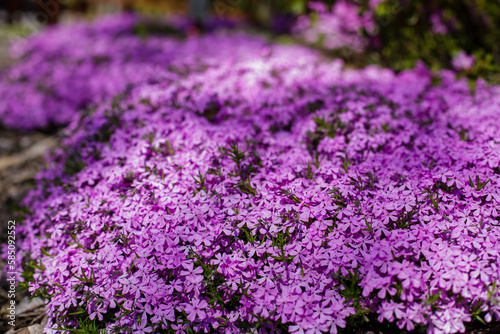 Blooming purple, pink, white Phlox subulate in landscape design. Decorative ground cover plant Phlox subulate in the garden. The concept of gardening