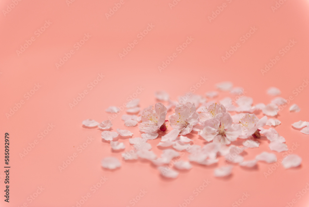 ピンクの背景と桜の花