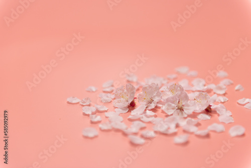 ピンクの背景と桜の花