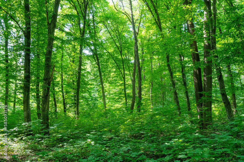 Sunlight in the green forest, spring time