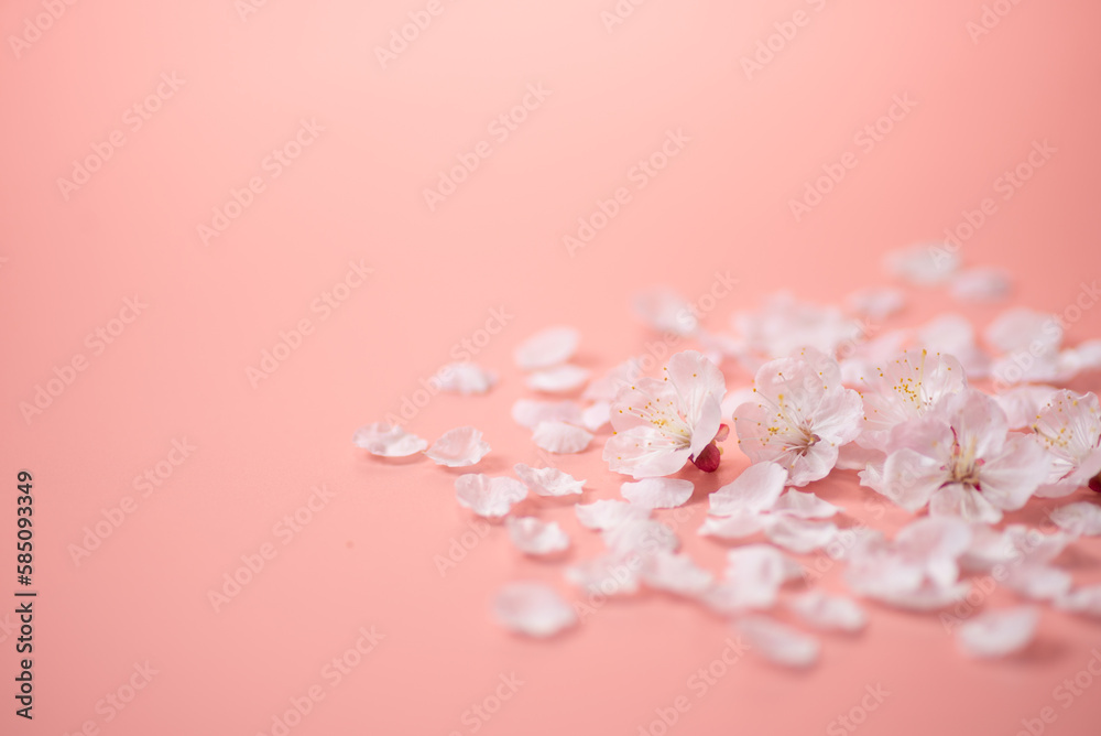 Obraz premium ピンクの背景と桜の花