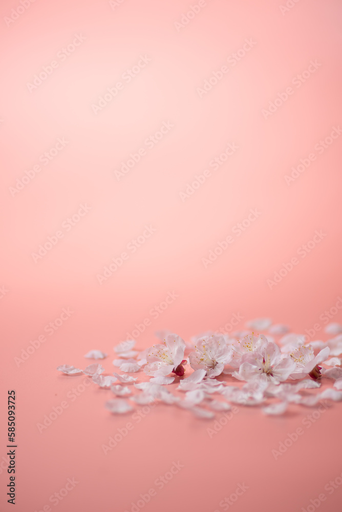 ピンクの背景と桜の花 ピンクの背景と桜の花