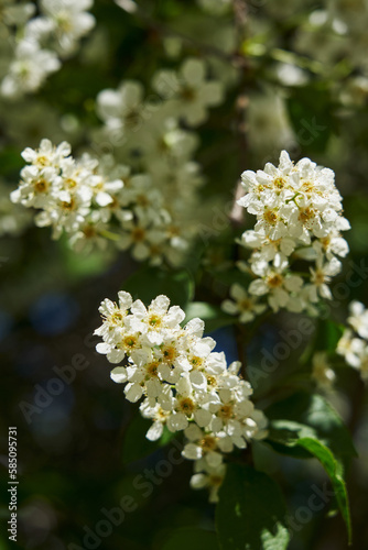 Blossoming bird-cherry. Flowers bird cherry tree. macro beautiful blooming branch of birdcherry on sunny spring day in the garden. Springtime mayday concept. Soft focus.