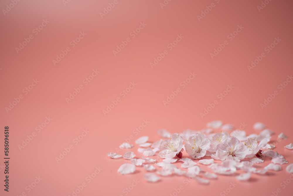 Obraz premium ピンクの背景と桜の花