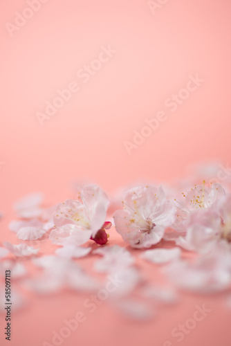 Fototapeta Naklejka Na Ścianę i Meble -  ピンクの背景と桜の花