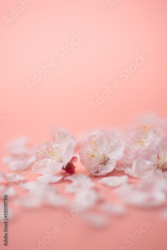 ピンクの背景と桜の花