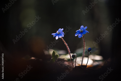 Violet blue flowers in dark forest. First wildflowers on spring time. Natural background