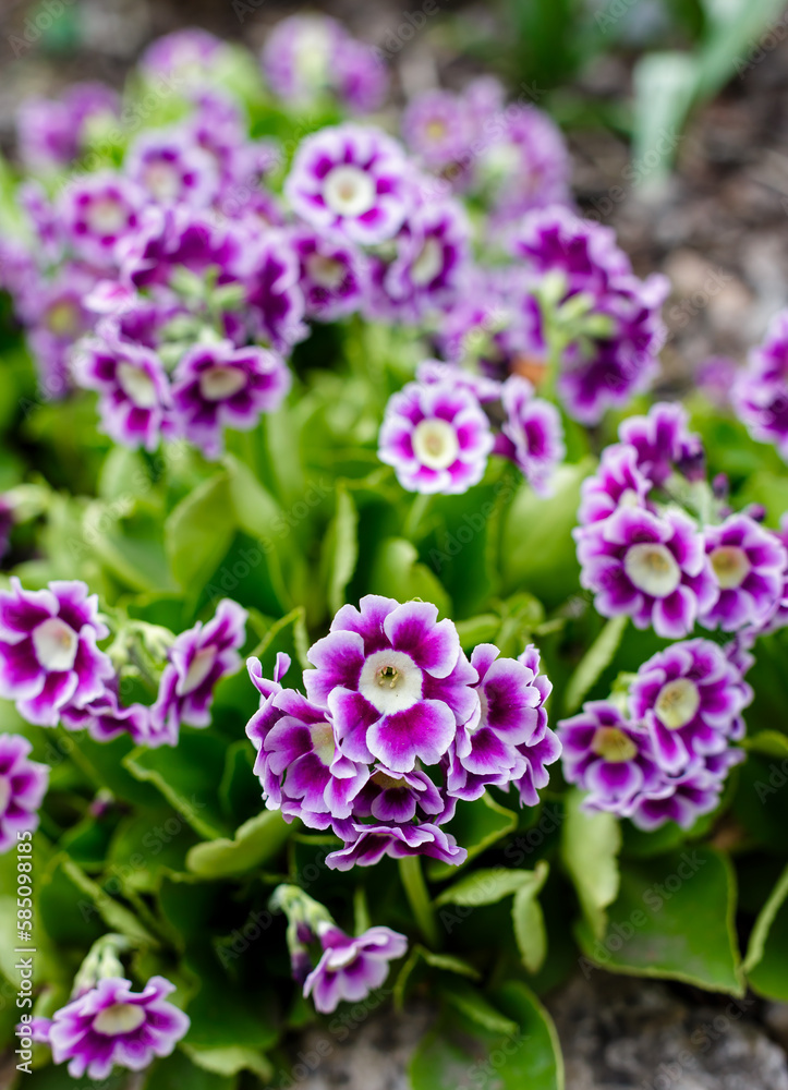 Primrose ear-shaped, or Primrose ear, or Primula ear ( lat. Primula auricula , from lat.auricula- earlobe) in spring garden Primrose ear-shaped, or Primrose ear, or Primula ear ( lat. Primula auricula , from lat.auricula- earlobe) in spring garden
