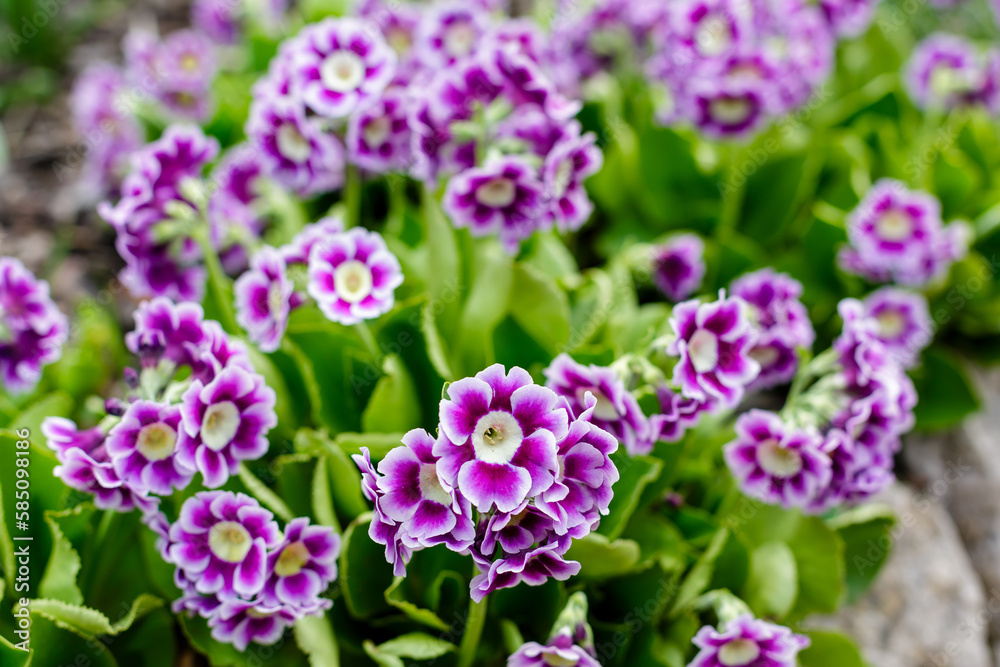 Primrose ear-shaped, or Primrose ear, or Primula ear ( lat. Primula auricula , from lat.auricula- earlobe) in spring garden Primrose ear-shaped, or Primrose ear, or Primula ear ( lat. Primula auricula , from lat.auricula- earlobe) in spring garden