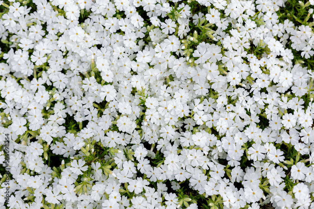 White flowers of phlox subulata sort Snow Qween White flowers of phlox subulata sort Snow Qween
