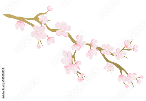 Pink cherry blossom branch vector