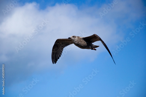 seagull in flight