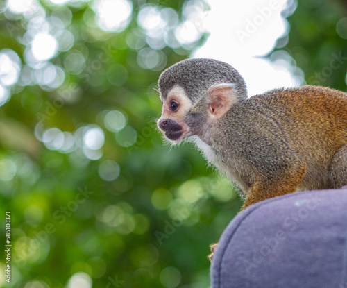 squirrel on a tree